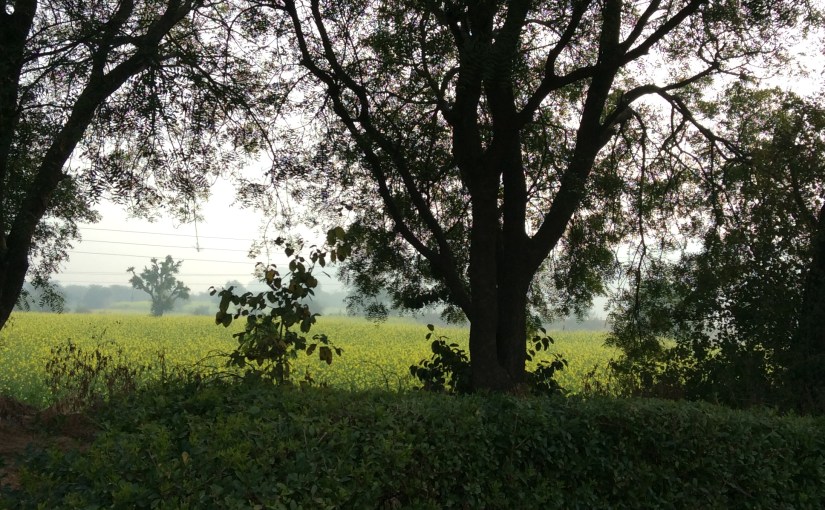 More Glimpses of&nbsp;Jaipur