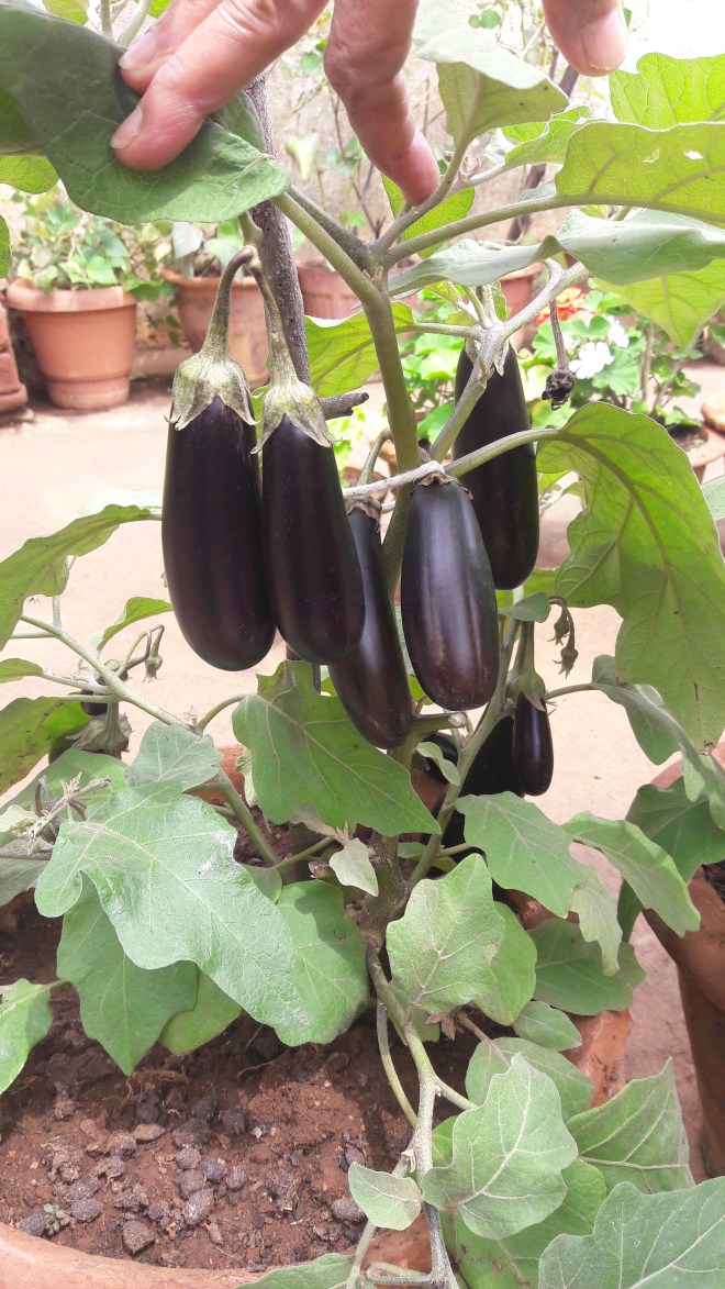 Brinjal.jpg