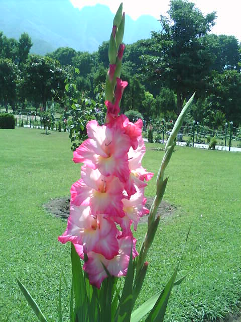flower