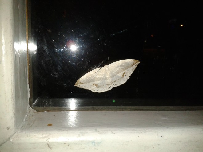moth