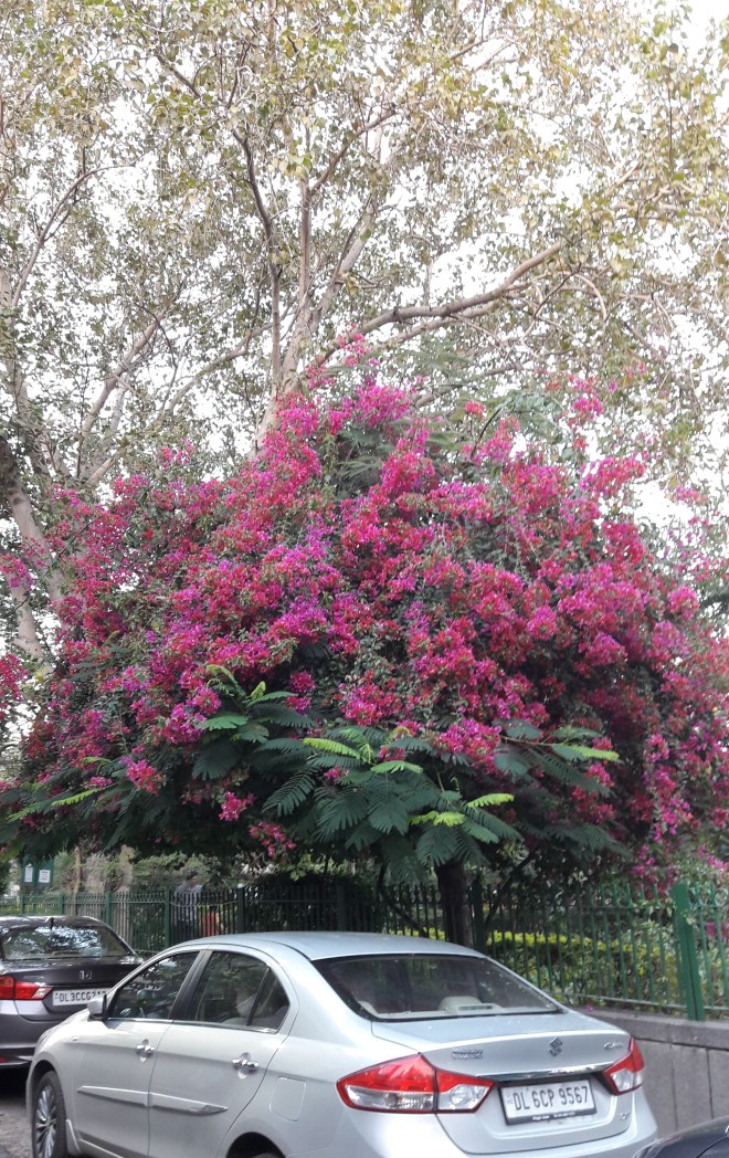 Bouganvillea