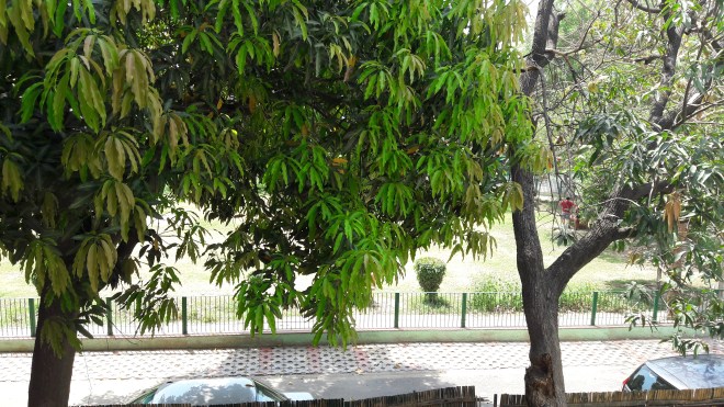 Mango tree