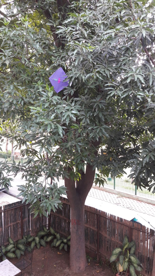 Purple tree