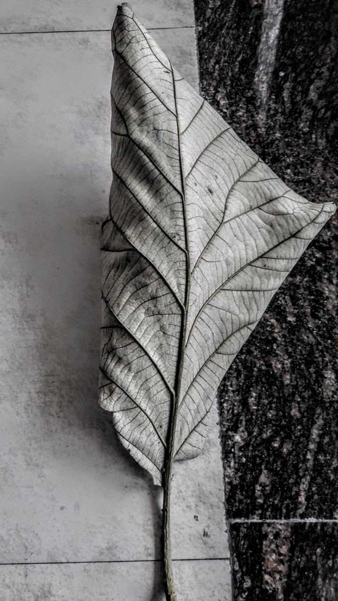 Leaf
