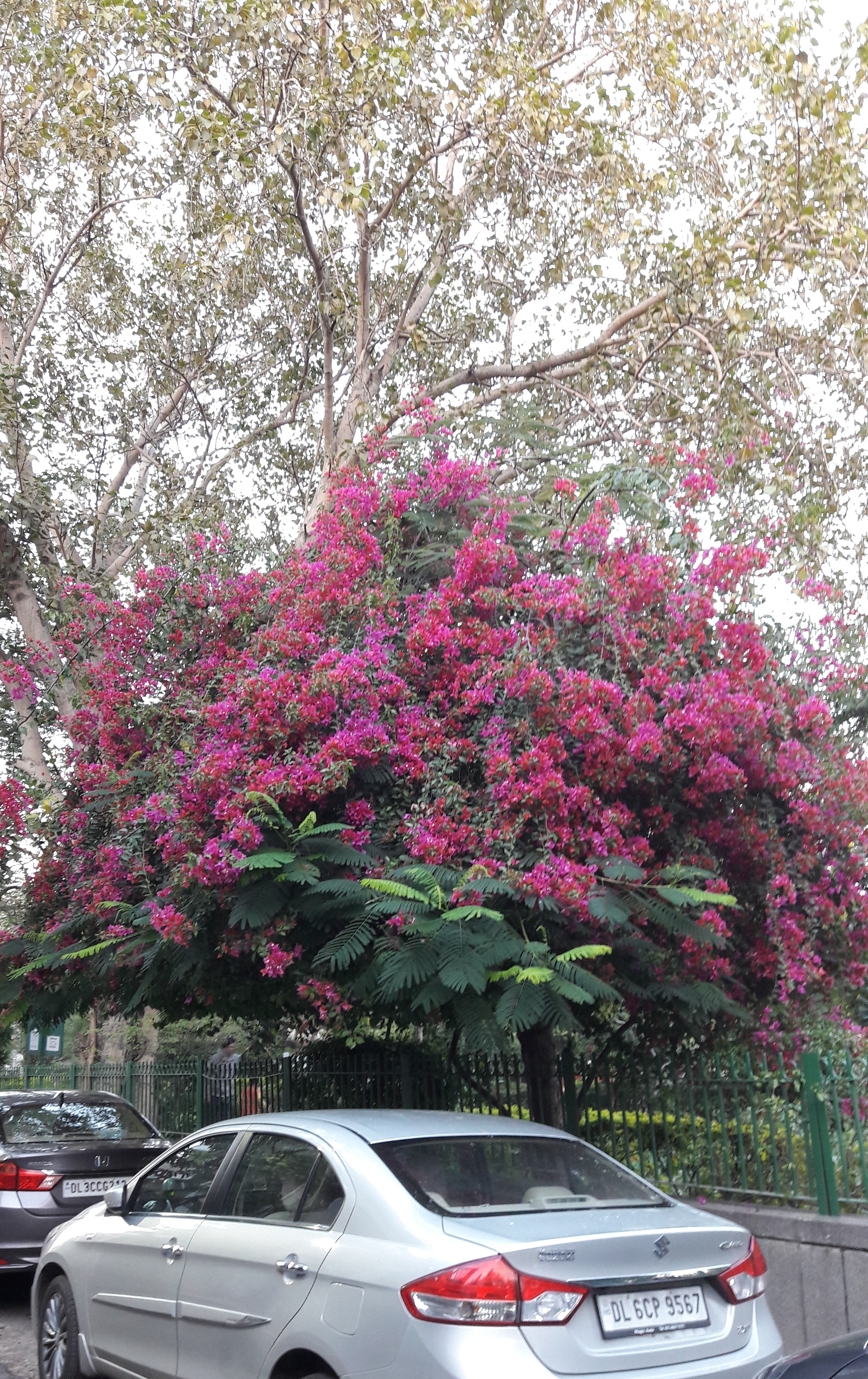 Bouganvillea